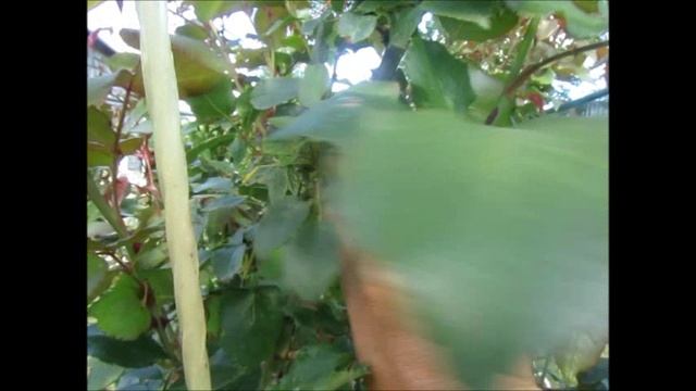 ЧТО НЕОБХОДИМО СДЕЛАТЬ ПЕРЕД ЦВЕТЕНИЕМ РОЗ смотреть онлайн