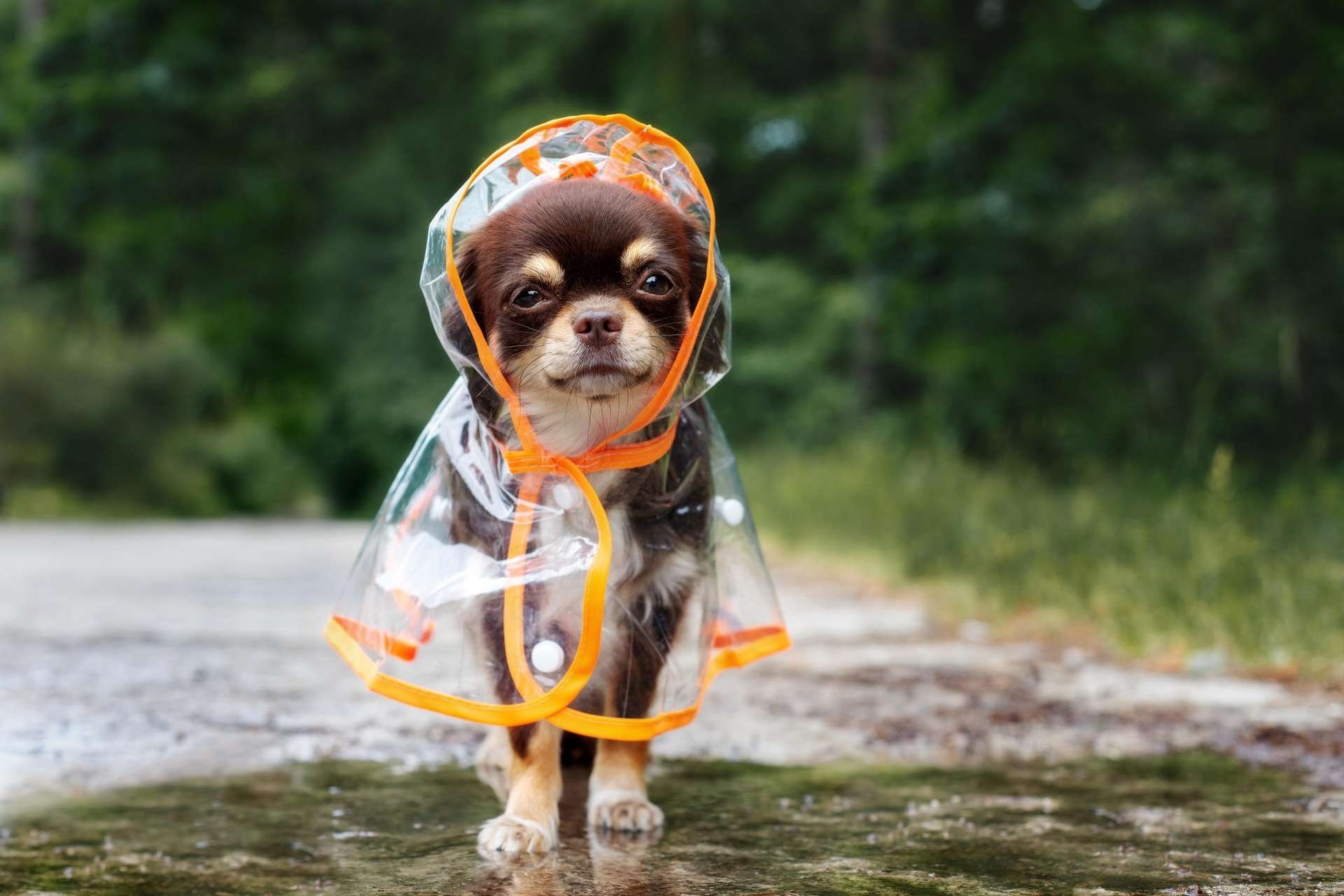 Rain animals. Собака под дождем. Забавные собачки. Дождевик для собаки.. Прогулка с собакой.