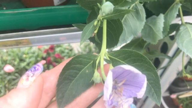 БАУЦЕНТР. Рассада, хвойники, грунт. Новинки (клумбы деревянные и будки для собак.) смотреть онлайн