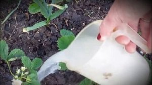 Молочная подкормка для клубники. Для большого урожая