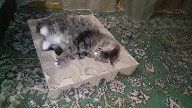 Кот и роботпылесос