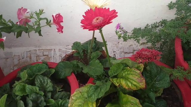 8/1/21/how to grow and care gerbera plants🌱#green garden Gujarat!