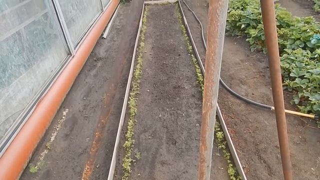 МОЙ ОГОРОД 9 ИЮНЯ ПОСЛЕ УРАГАНА И ХОЛОДОВ. смотреть онлайн