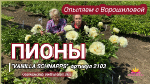 Выращивание пионов - от опыления до сбора семян / Сад Ворошиловой