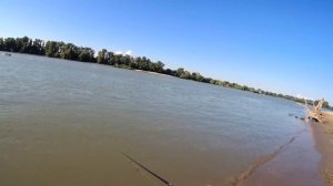 Жерех на реке Кубань