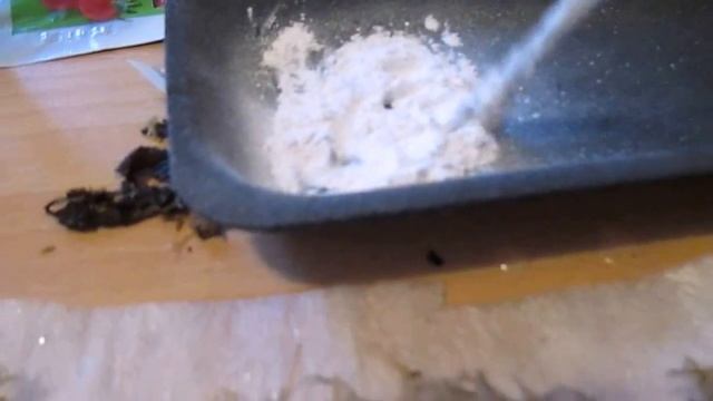 Размножение #можжевельника. Укоренение черенков #можжевельника Часть 3