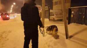 🐶🐶🐶собачка испугался салюта🎆🌠🎄