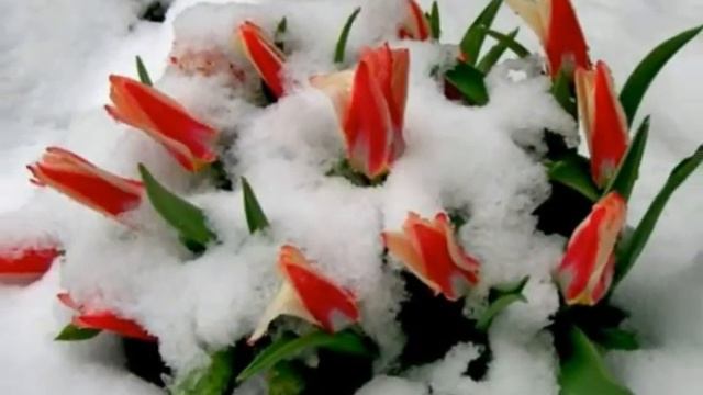 ЗИМА- ШАЛУНЬЯ - Любовь Бондаренко смотреть онлайн