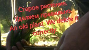 Старое растение. Удаляем правильно. An old plant. We delete it correctly..mp4
