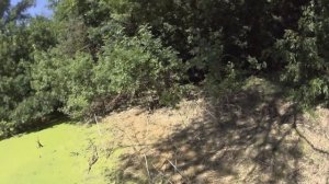 Бросил в пруд ряску, карась отбивал икру, очень много малька