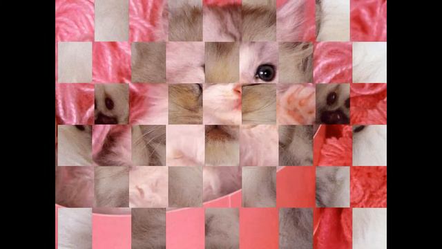 Ты любишь животных?Это слайд-шоу для тебя! смотреть онлайн