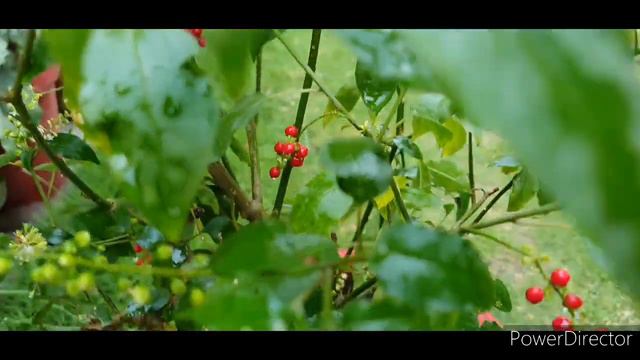 Blood BerryPigeon Berry Care