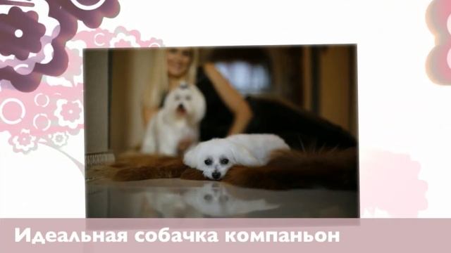 Мальтийская болонка в Крыму, Украина смотреть онлайн