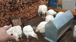 Индюшки хайбрид конвертер в 4,5 месяца начали нести яйца убираем всех самок на мясо осматриваем все