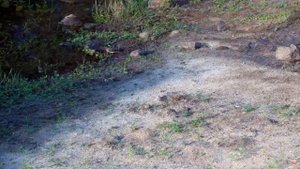 Африка. Буйволовые скворцы - Africa. Buffalo starlings