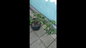 Выращивание инжира в контейнере.