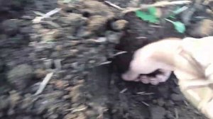 Коп с Хр ? в Ростовской области ?...