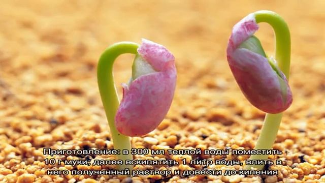 Лечение гастрита при помощи семян льна смотреть онлайн