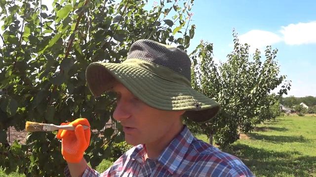 Как лечить камедетечение, гниющие раны и трещины дерева смотреть онлайн