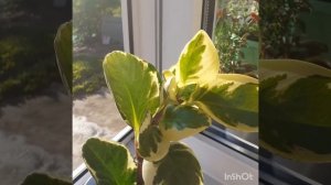 #пеперомия #вариегата #уход #цветочки #красота  Пеперомия вариегатная.  Особенности ухода.