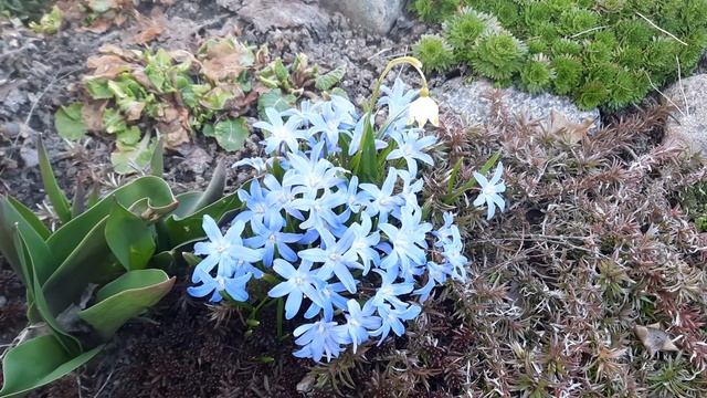 Хионодокса - весенний, луковичный первоцвет. смотреть онлайн