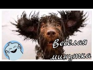 198. shorts ?Веселая минутка. Смешное видео#3.