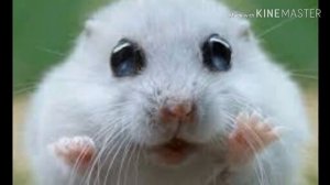 Как назвать хомяка? Имена для девочек и мальчиков?