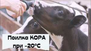 Поилка КОРА при -20°С