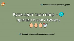 Куры едят свои яйца 5 причин и как отучить