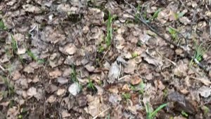 Раскопки в Ленинградской области 25