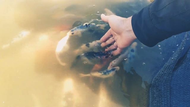 Кормление карпов Кои 2019 смотреть онлайн