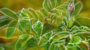 "АДАЖИО ОСЕННЕЙ ПОРЫ"... (Фото Андрея Абакумова (Рязань), музыка Андре Ганьона (Канада))