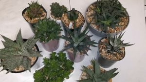 Хавортия/Haworthia в моей коллекции. Интересные факты о хавортии. Немного про алоэ.