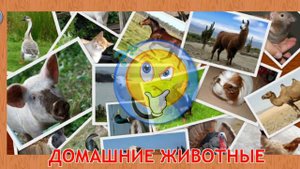 Развивающее видео для детей. Учим домашних животных