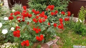 Розы в моем саду. Роза Европеана.