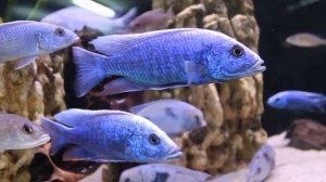 ВАСИЛЬКОВЫЙ ХАПЛОХРОМИС – SCIAENOCHROMIS FRYERI (ELECTRIC BLUE HAP)