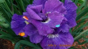 Ирис сибирский Каблуе (iris sibirica kabluey) ? ирис Каблуе обзор: как сажать саженцы ириса Каблуе