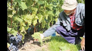 Виноградная лоза и ветви - притча от Христа.