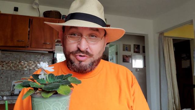 Фиалка(.Узамбарская фиалка. африканская виолет) смотреть онлайн