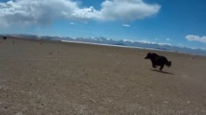 Wild yaks in Pamir mountains / Яки на Памире, Горный Бадахшан, Таджикистан