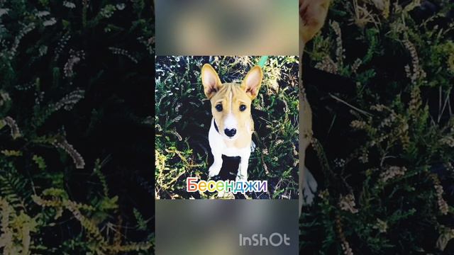 Самая старая порода собак.Бесенджи смотреть онлайн