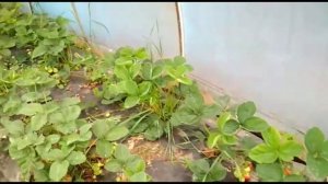 Обзор теплицы балаган из поликарбоната своими руками