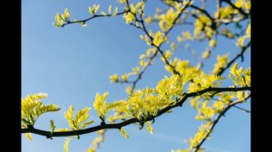 Vivaldi - Spring🎼