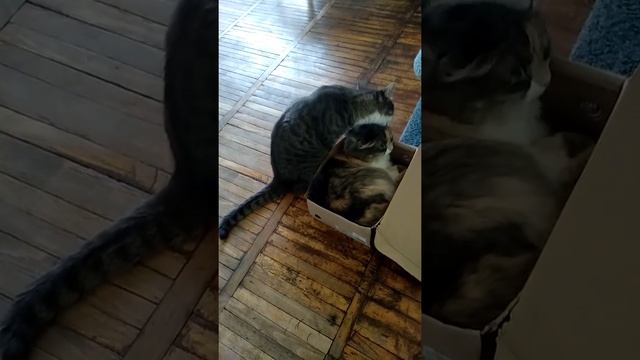 Как любят кошки смотреть онлайн