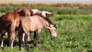 Табун лошадей 🦓 Какие они большие.