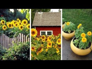 55 колоритных идей для дачной клумбы с подсолнухами