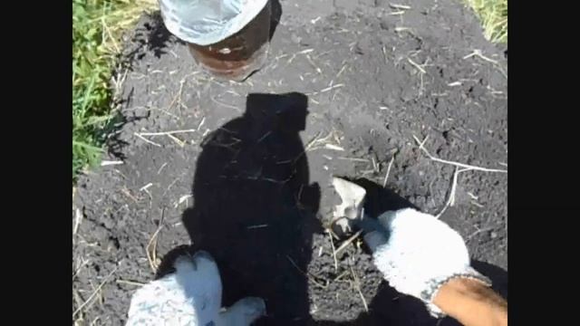 посадка ирги из контейнера в грунт летом