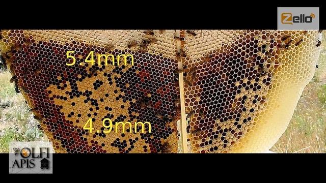 #Кашковский В. Г. #Размер_пчелиной_ячейки 5,4 мм.  или ... ???