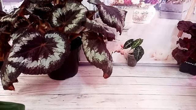 Сборная солянка.