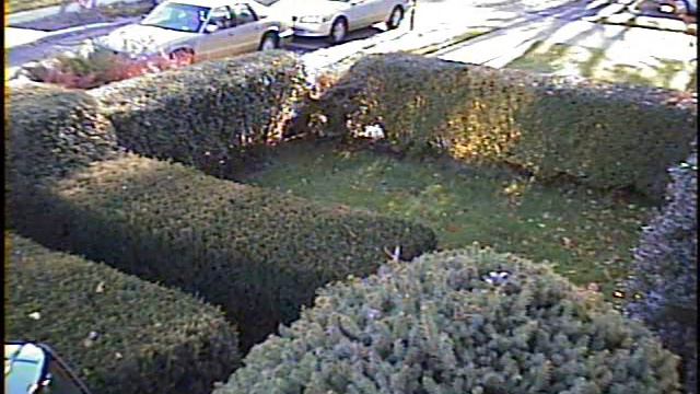 Phlox смотреть онлайн